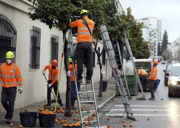 La campaña de recogida de naranjas se cierra con la retirada de 653.725 kilos