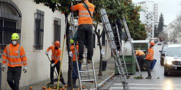 La campaña de recogida de naranjas se cierra con la retirada de 653.725 kilos