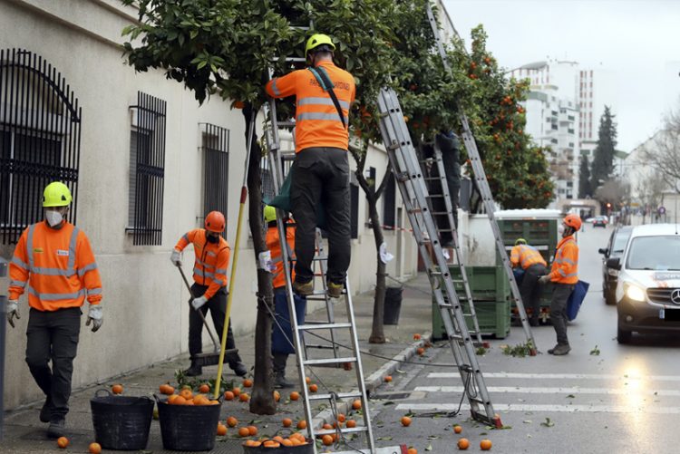 La campaña de recogida de naranjas se cierra con la retirada de 653.725 kilos