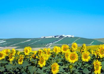 Caen un 73,5% las visitas visitas a bodegas y museos de Rutas del Vino de España por la COVID19