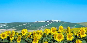 Caen un 73,5% las visitas visitas a bodegas y museos de Rutas del Vino de España por la COVID19